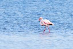 Des flamants roses dans le parc naturel du Delta de l'Ebre dans la province de Tarragone, Catalogne